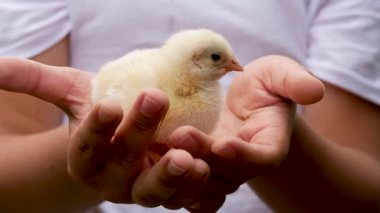 Küçük sarı yeni doğmuş bir tavuğu tutan çocukların elleri. Tavuk yetiştiriyorum. Çocuklar ve hayvanlar arasındaki iletişim. Hayvan terapisi..