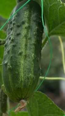 Salatalıklar bir yaz bahçesinde destek ızgarasında olgunlaşır. Ev yapımı sebzeler, sağlıklı beslenme.