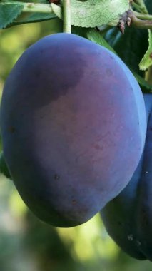 Bahçedeki bir ağaçta büyük olgun mavi erikler kümelerde sallanıyor. Organik meyveler, tatlı sağlıklı tatlı..