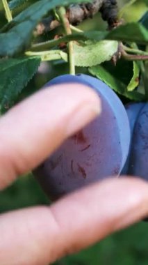 Bir kadın, ağaçtaki olgun erikleri nazikçe kontrol eder. Yaz hasadı, bahçe işleri, sağlıklı meyve tatlısı..