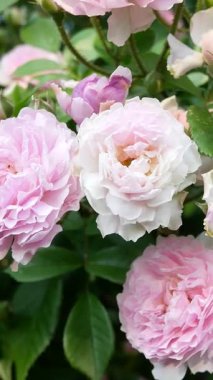 Bahçede sevimli pembe güller açıyor. Güneş ışınları soluk pembe yapraklarla oynar. Panorama