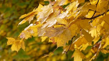 Sarı akçaağaç yaprakları güneşli, sıcak bir sonbahar gününde rüzgarda sallanıyor. Altın Sonbahar.