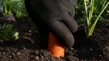 Bir çiftçi eli, olgun havuçları topraktan çıkarır. Bahçeden taze toplanmış organik sebzeler. Sağlıklı beslenmenin bir parçası olarak havuç..