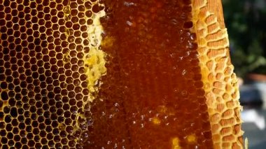 Arı kovanında bal bulunan bir çerçeve, taze kokulu altın renkli bal akışı. Arıcı, çerçevedeki balmumu kalıntılarını bir bıçakla çıkarıyor. Arı kovanında bal koleksiyonu