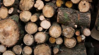 Ahşap kütükler ve yakacak odunlar yerde yatıyor. Kışın ısınmak için odun topluyorum. Ağaç kesmek ve evi ısıtmak için odun hazırlamak..