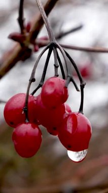 Sonbaharın sonlarında bir ağaç dalında sallanan çiğ damlacıkları olan kırmızı viburnum meyveleri. Mevsimsel sonbahar doğası, melankolik atmosfer, dizayn için doğal arka plan