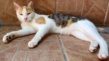 Dışarıda kaldırımda uzanmış, güneşlenerek gözlerini zevkle kısarak bakan sevimli üç renkli kedi. Türk kedileri.