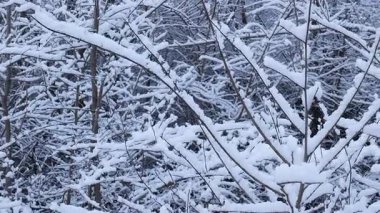 Taze kar yağdıktan sonra huzurlu bir kış ormanı. Ağaç dalları ağırlıklı olarak beyaz karla kaplanarak dingin ve büyülü bir atmosfer yaratırlar. Sahne huzuru, saflığı ve doğanın sessiz güzelliğini çağrıştırıyor.