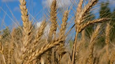 Hasat mevsiminde güneşli bir tarlada altın olgunlaşmış buğday kulaklarının yakın çekimi. Organik tarım ve tahıl ekimi kavramı. Doğal tarım, kırsal arazi ve sürdürülebilir gıda üretimi.