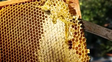 Beekeeper cuts wax from honey frame with knife, fresh golden honey flowing, honey harvest in apiary and healthy natural dessert.