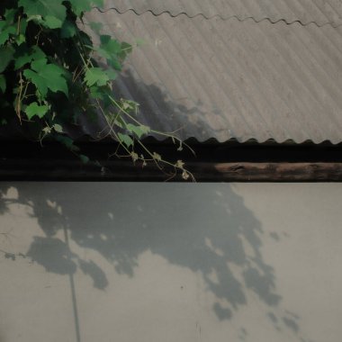 Bir evin çatısından şelale gibi dökülen bir üzüm bağı, doğayı mimariyle harmanlıyor.