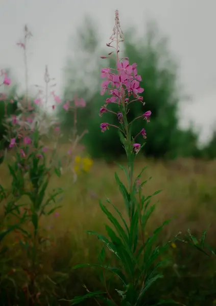 Stock image Fireweed (Chamerion angustifolium) is a vibrant wildflower that thrives in forested areas. Known for its tall, slender stalks and bright pinkish-purple flowers, it adds a splash of color to the wilderness.