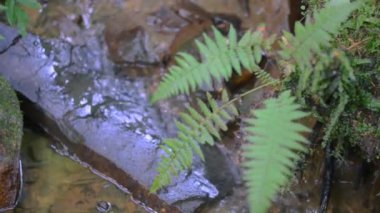 Kristal berraklığında bir dağ deresi el değmemiş, yemyeşil bir ormanın içinden akar ve huzurlu bir ortam yaratır. Sakin su güneşin altında parıldıyor. Çevredeki yeşilliği ve doğal güzelliği yansıtıyor.. 