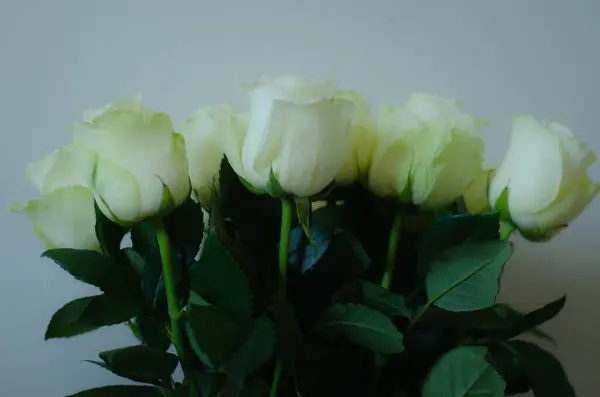 Güzel bir buket taze beyaz gül, zarif bir şekilde yerleştirilmiş ve doğal ışıkla yakalanmış. Yapraklar taze ve narin, saflığı ve zarafeti yansıtıyor, romantik ya da dingin temalı hisse senedi imajları için mükemmel hale getiriyor.