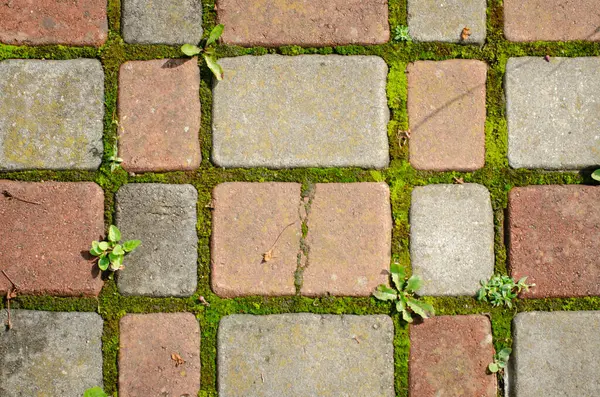 stock image A close-up photograph of cobblestone pavement with moss growing between the cracks, creating a natural contrast between the textured stones and the vibrant green moss. This image captures the essence of urban nature