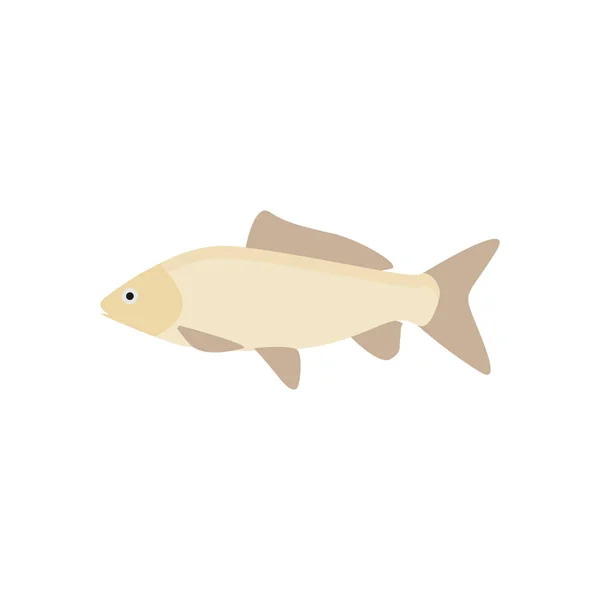 Freshwater Carp Fish Flat Design Vector Illustration — Stock Vector