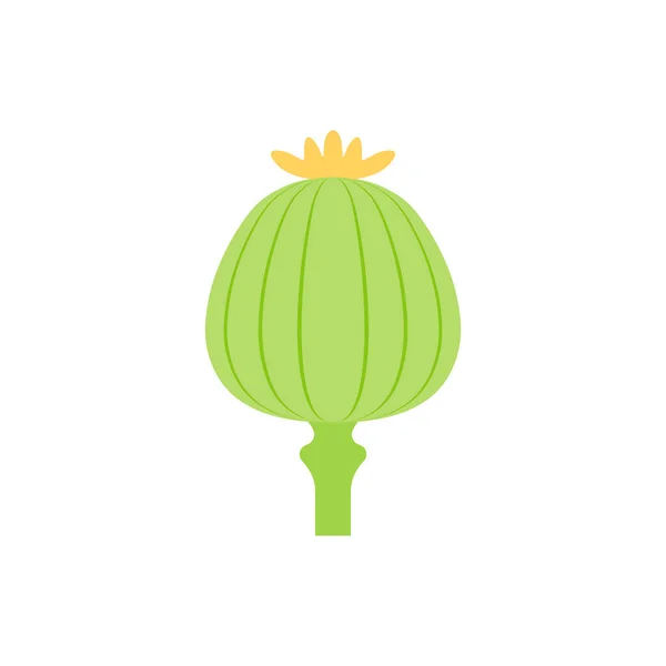 Opium Poppy Flat Design Vector Illustration — Stock Vector