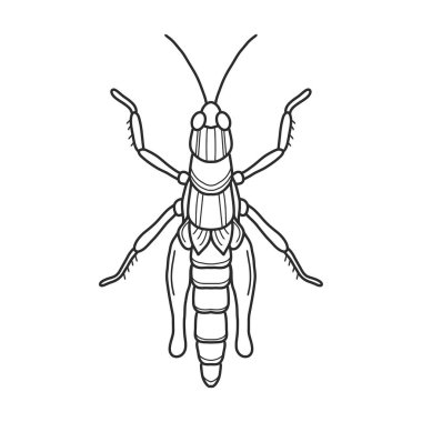 Çekirge siyah ve beyaz vektör çizimi. Peygamber devesi veya kriket, böcek konsepti, beyaz arka planda ince çizgi sembolü.