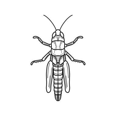 Çekirge siyah ve beyaz vektör çizimi. Peygamber devesi veya kriket, böcek konsepti, beyaz arka planda ince çizgi sembolü.