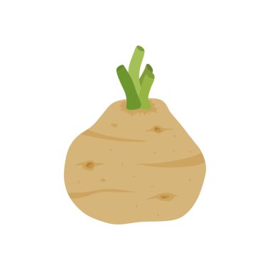 Kereviz kökü düz tasarım vektör çizimi beyaz arkaplanda izole edildi. Kereviz bitkisi ikonu. Çiğ taze sebze. Aromatik gıda fabrikası. Kereviz ya da yeşil saplı çüklü kereviz.