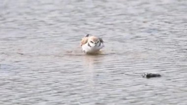 Kentish Plover Charadrius alexandrinus, bird in albufera de mallorca having a bath, small bird of the family of waders