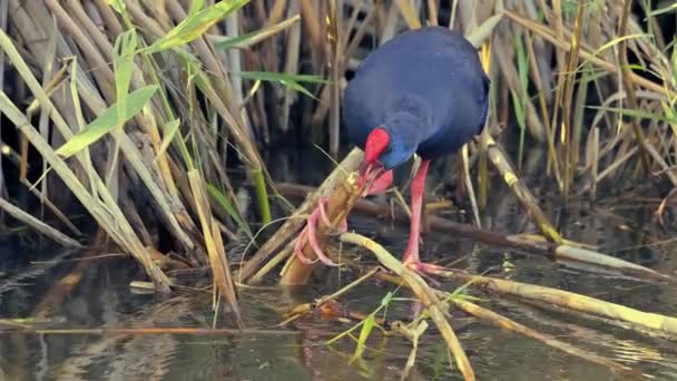 Purple Gallinule Porphyrio Porphyrio Waterfowl Eating Reed Riverbank — 비디오