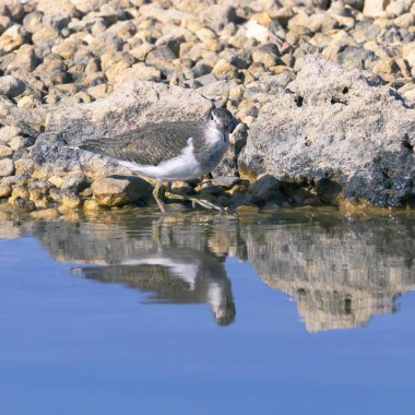 Actitis hipoleucos, suda güzel bir numune, habitatında yiyecek arıyor. sulak arazi koruma kavramı,