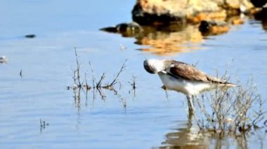 Su kuşu, yeşil ayaklı balıkçı, tuzlu gölde beslenen
