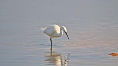 Akbalıkçıl, Egretta Garzetta, su kuşları, uzun gagalı ve bacaklı, beyaz tüylü, gölde yiyecek arayan