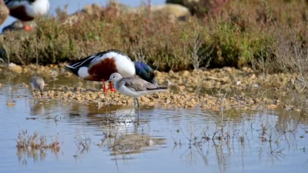 Arka Planda Kuş Sürüsüyle Yiyecek Arayan Nebularia Tringa — Stok video