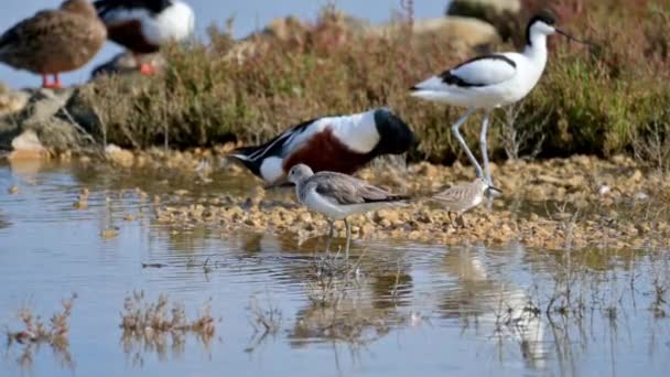 Grupo Aves Acuáticas Alimentándose Limpiándose Lago Agua Salobre Cerca Costa — Vídeo de stock
