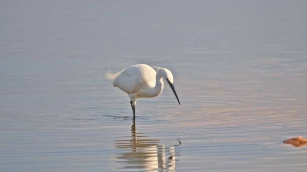 Egret Umum Egretta Garzetta Wading Waterfowl Long Bill Legs White — Stok Video
