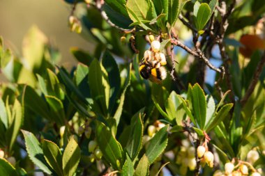 sarı çiçek arıya Close-Up