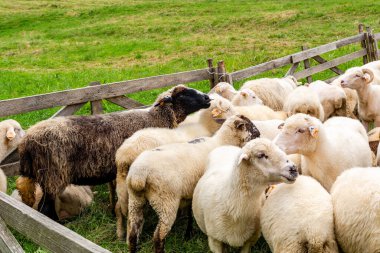 Szczawnica yakınlarındaki Jaworki 'deki çayırda koyun. (Polonya)