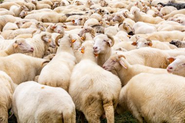 Szczawnica yakınlarındaki Jaworki 'deki çayırda koyun. (Polonya)