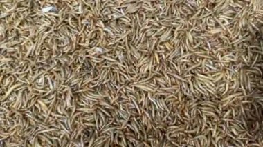 Yemek Solucanları Kolonisi 'nin Makro Yakın Çekimi. Organik tarım için yemek solucanları üretiyor