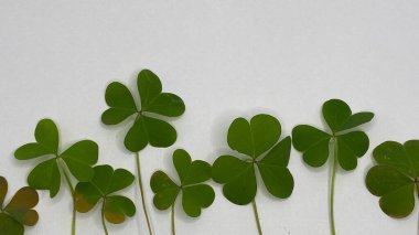 green leaves of a plant on a white background clipart