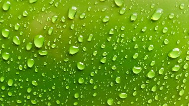 Parlayan su damlacıkları canlı yeşil bir yüzeye tutunuyorlar. Doğanın güzelliği ve nemli bir sabahın ferahlatıcısı. Işık, şeffaf damlacıklara, parlak ve temiz estetiğe yansıyor.