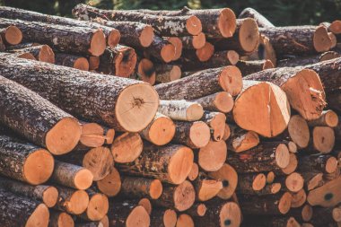 Odun yığınları. Yakacak odun hazırlama