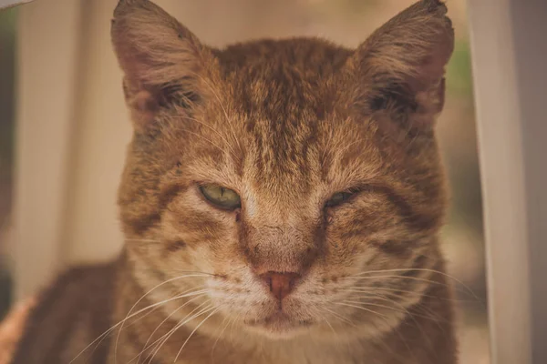 カメラをまっすぐ見ているショウガのストライプ猫の肖像画 — ストック写真