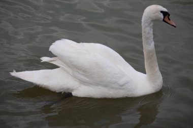 Suda Dilsiz Kuğu (Cygnus olor)