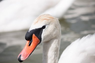 Dilsiz Kuğu Portresi, Kuğu Rengi