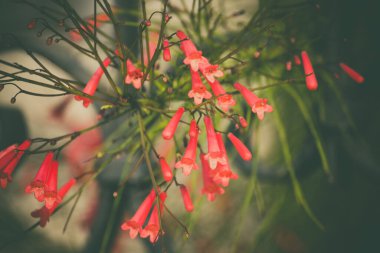 Russelia equisetiforis, the Fountainbush, kestane fişeği, mercan bitkisi, mercan çeşmesi, mercan esintisi veya çeşme bitkisi