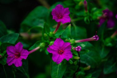 Mirabilis known as the four-o'clocks or umbrellaworts clipart