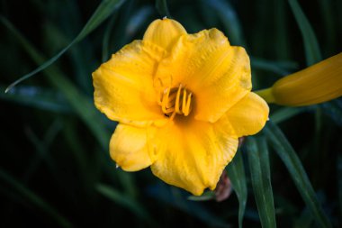 Stella de Oro Gündüz Çiçekleri