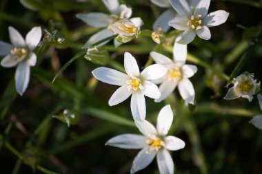 Beytüllahim Yıldızı (Ornithogalum umbellatum)