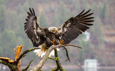 Bald Eagle landing on a branch clipart