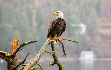 Bald Eagle on a branch clipart