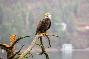Kel Kartal bir dala bakıyor