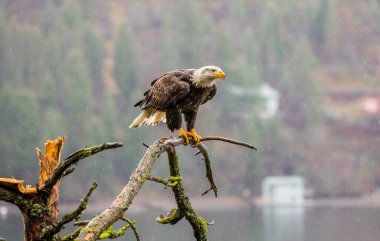Idaho 'da bir şubede kel kartal